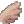 Brown avian wings.jpg