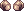 Smallhornofdevil.png
