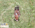 Thumbnail for version as of 20:32, 6 October 2008