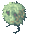 Rafflesia