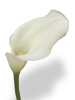 [Image: lesavka-calla-lilly-flower.bmp]